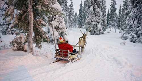 A Yule Goat in Finnish Lapland