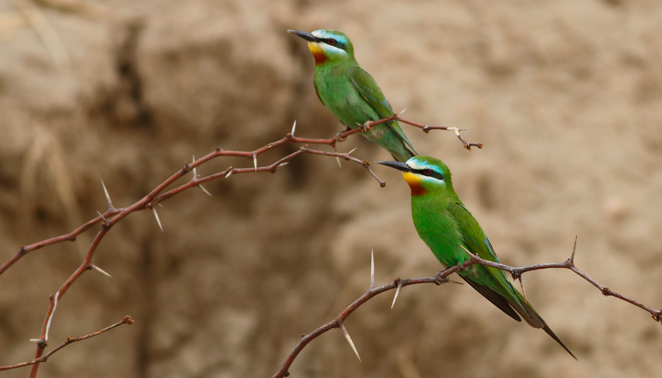 Bee-Eaters and Hoop-Hoops: Arabia on the Wing