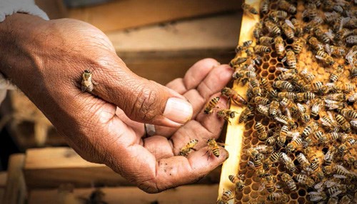 Sweet Success - al-Baha Beekeepers Giving Both Economy and Ecology a Boost