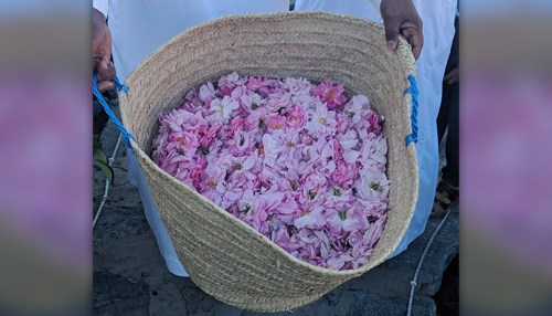 Taif’s Culinary Rose