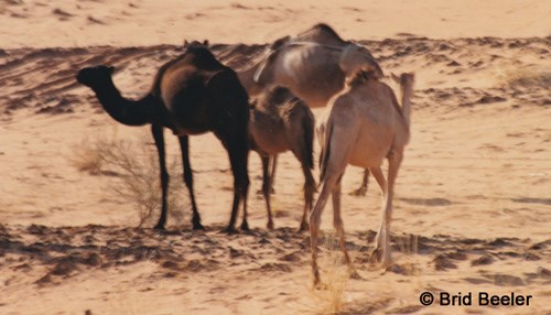 Camping with Camels: My Introduction to the Kingdom - Part II