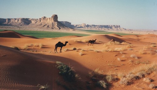 Camping with Camels: My Introduction to the Kingdom - Part V