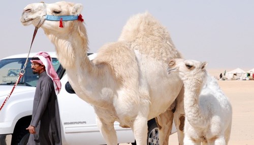 Tales of the Bedouin – Part XI: A Memorable Day Out – The Camel Beauty Pageant