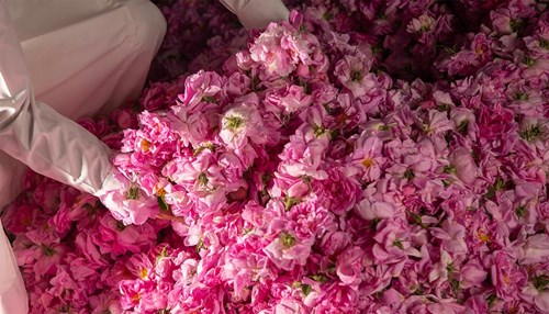 Women Leading and Working in The Flower Industry