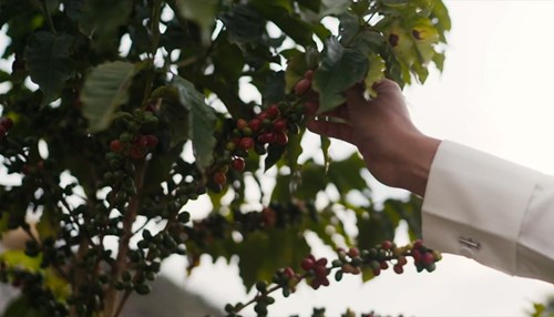 Aramco Supports Saudi Farmers in the ‘Year of Saudi Coffee’