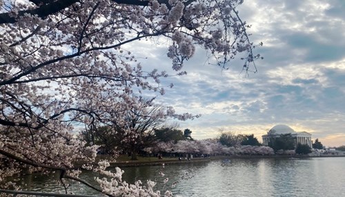 Savoring the Beauty of Cherry Blossoms in Washington, D.C.
