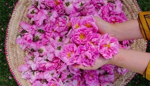 Blooming Marvelous: Countdown on to Taif Rose Festival 2023