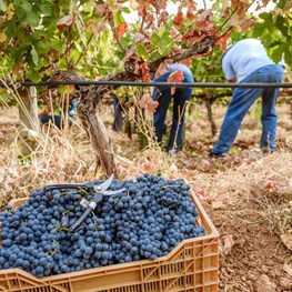 2020 Grape Harvest in Portugal