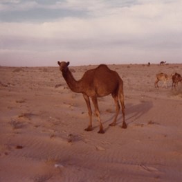 Abqaiq in the 1970s