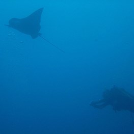Galapagos Diving Trip